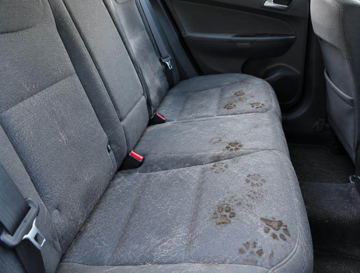Asiento trasero de un coche con pelos y huellas de barro